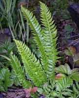 Всичко, което знаем за билките Polystichum%20lonchitis_1