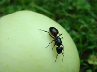 Екстракт от китайски мравки лекува артрит