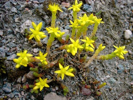 Всичко, което знаем за билките Sedum%20acre_1
