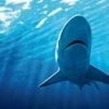 Антибиотик в черния дроб на акула унищожава вируси
