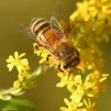 Пчелното млечице е полезно не само за пчелите