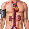 Артериална хипотония ( Arterial hypotension ) - Ниско кръвно налягане