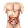 Рак на дебелото черво -  Симптоми и Лечение на Рак на дебелото черво