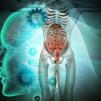 Учени откриха „втори мозък” в човешкото тяло