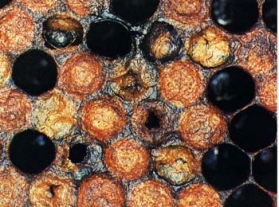 Американския гнилец, пчелните личинки, Bacilus larvae. Бацилът 