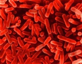 Какво трябва да знаете за бактерията листерия?