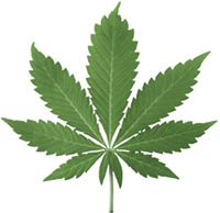 marihuana.jpg