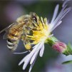 Прополисът от родопска пчела е 8 пъти по-богат на противотуморно вещество