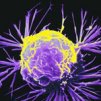 Супервирус атакува рака - HDAC