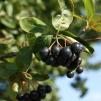 Арония (Aronia)