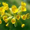 Иглика - Primula veris