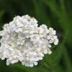 Бял равнец - Achillea Millefolium