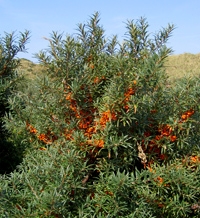 Ракитник