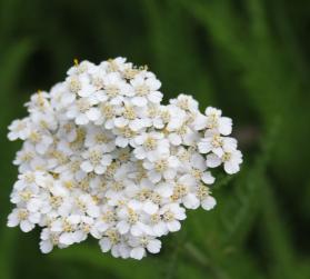 Achillea Millefolium