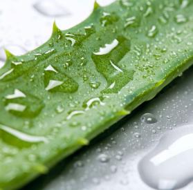 aloe