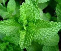 menta