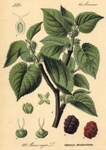 Черница